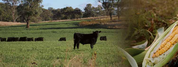 Hickoryrökt högrev, grain fed, råvara Australien,