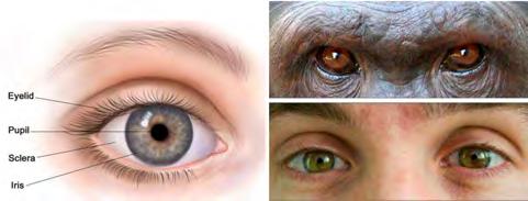 15). 2.2 Facial features as communicative tools As the previous section displayed, human features are frequently used when designing robots.