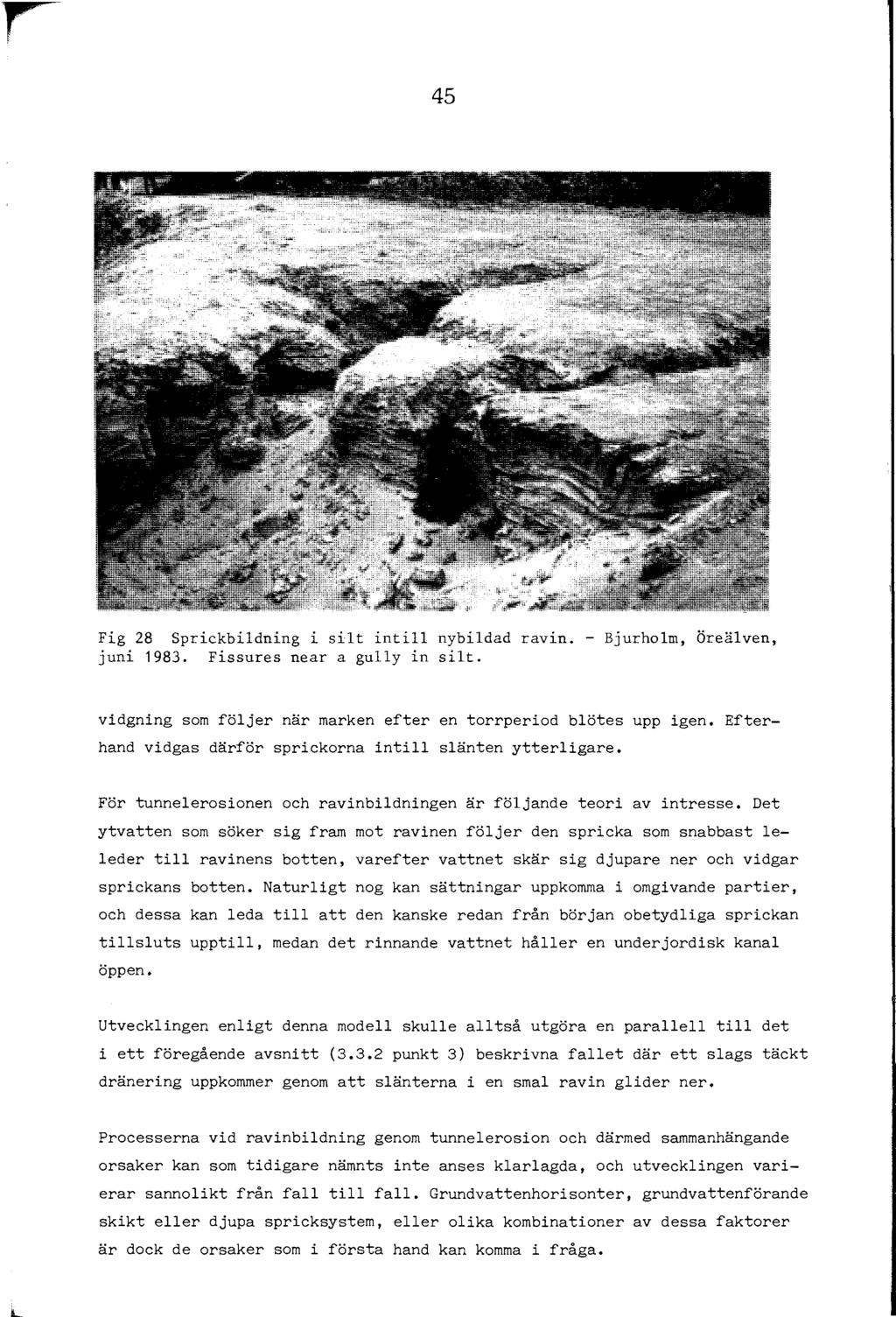 45 Fig 28 Sprickbidning i sit inti nybidad ravin. - Bjurhom, Öreäven, juni 1983. Fissures near a guy in sit. vidgning som föjer när marken efter en torrperiod bötes upp igen.