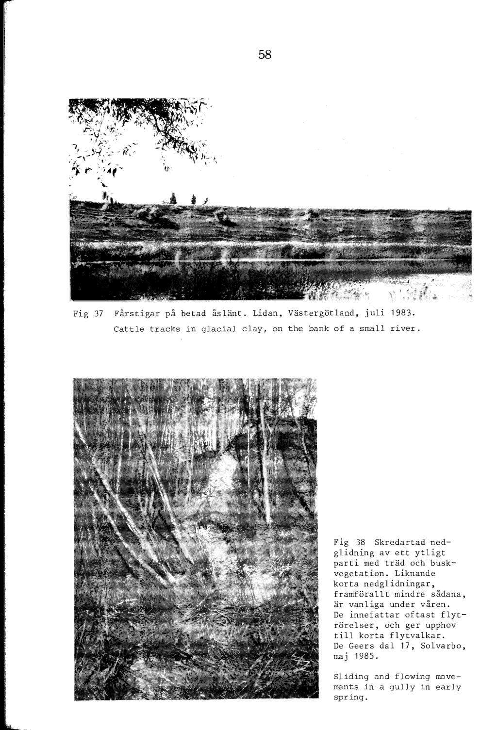 58 Fig 37 Fårstigar på betad åsänt. Lidan, Västergötand, jui 1983. Catte tracks in gacia cay, on the bank of a sma river. Fig 38 Skredartad nedgidning av ett ytigt parti med träd och buskvegetation.