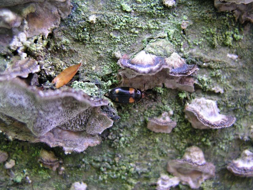 angripna boklågorna noterades flera arter vedsvampbaggar, bl a den rödlistade stor vedsvampbagge Mycetophagus quadripustulatus (Figur 4).