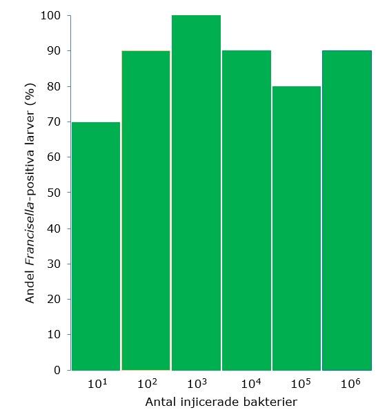 Figur 5. Andel Francisella-positiva larver; Ct-värde < 28 i slutstadiet. Erhållen hemolymfa från totalt 60 larver (tio larver per infektionsdos) infekterade med F.