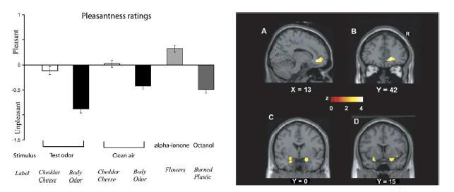 Top-downprocesser: Effekt av namnet på lukten Anterior cingulate cortex Amygdala Piriforma cortex Ivan