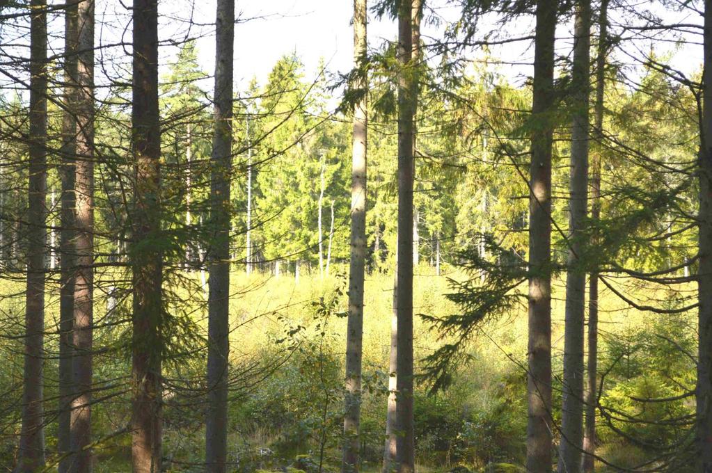 Skog i huggningsklasserna S1/S2 ca 1 100 m3sk. Jakt och fiskerätt. Pris: 1 200 000 kr eller högstbjudande.