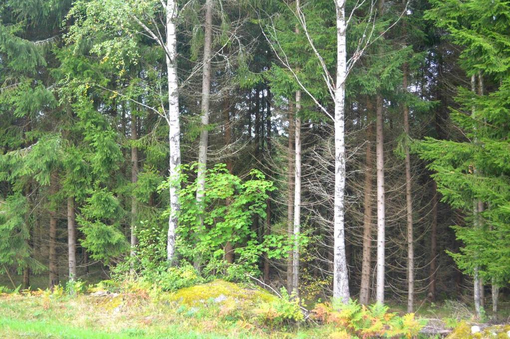 Försäljningssätt Förfarande Egendomen säljs via anbud som ska vara mäklaren tillhanda senast 2017-10-16. Märk anbudet Degersnäs, till detta skall bankreferens eller motsvarande lämnas.