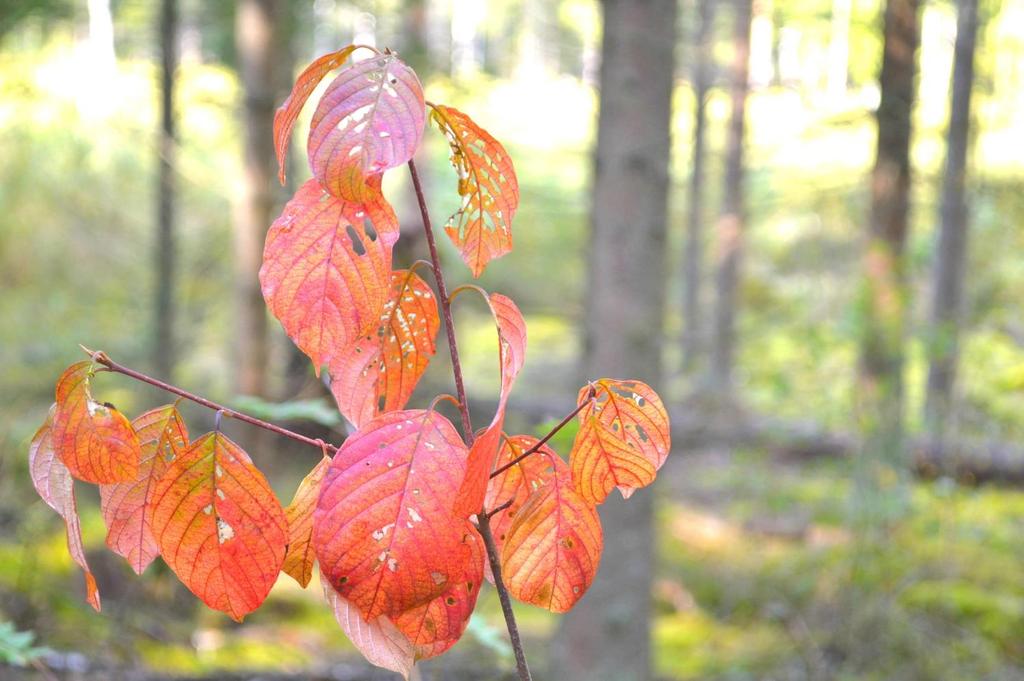 Om Skog & Lantbruk Skog & Lantbruk är ett rådgivningsföretag som arbetar med följande tjänster: - Fastighetsförmedling - Generationsskifte - Marknads-/avkastnings-/intrångsvärderingar -