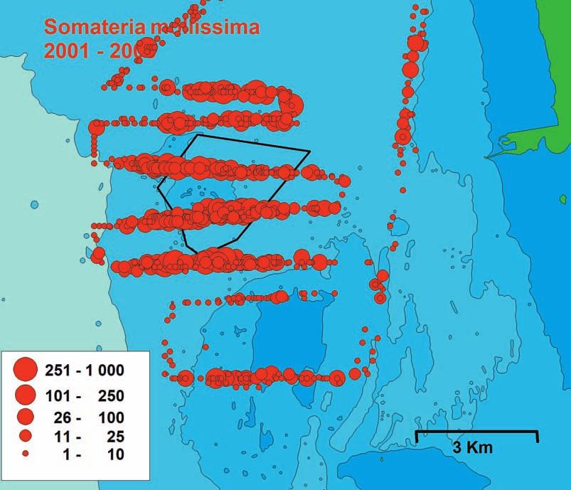 Figure 16. Summary distribution maps for the Eider Somateria mollissima from boat surveys 21 26 (left) and 28 211 (right).