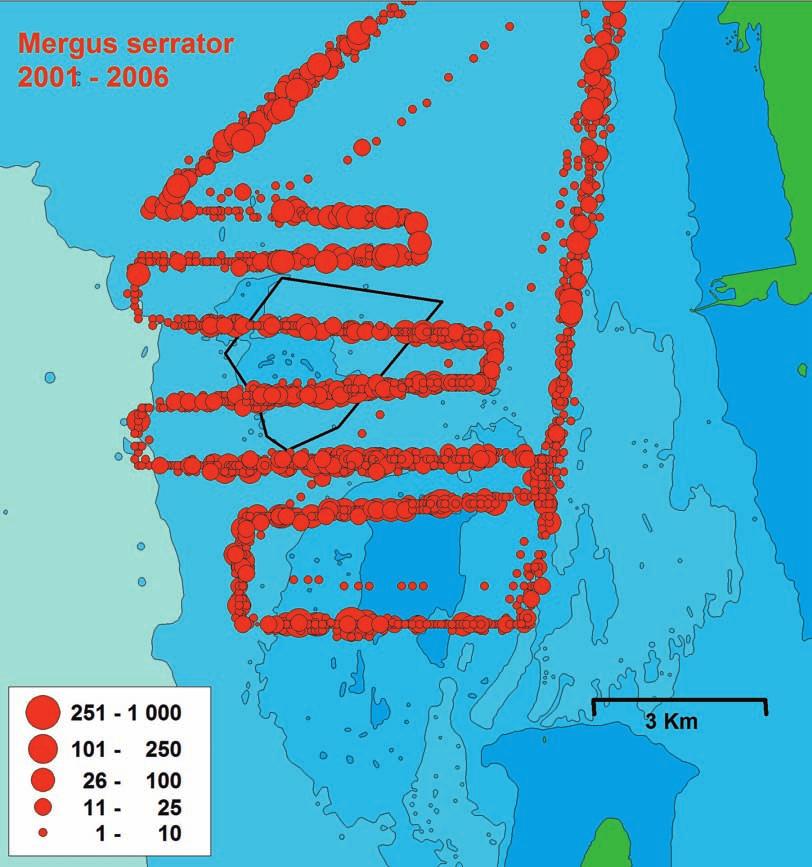 Figure 2. Summary distribution maps for the Red-breasted Merganser Mergus serrator from boat surveys 21 26 (left) and 28 211 (right).