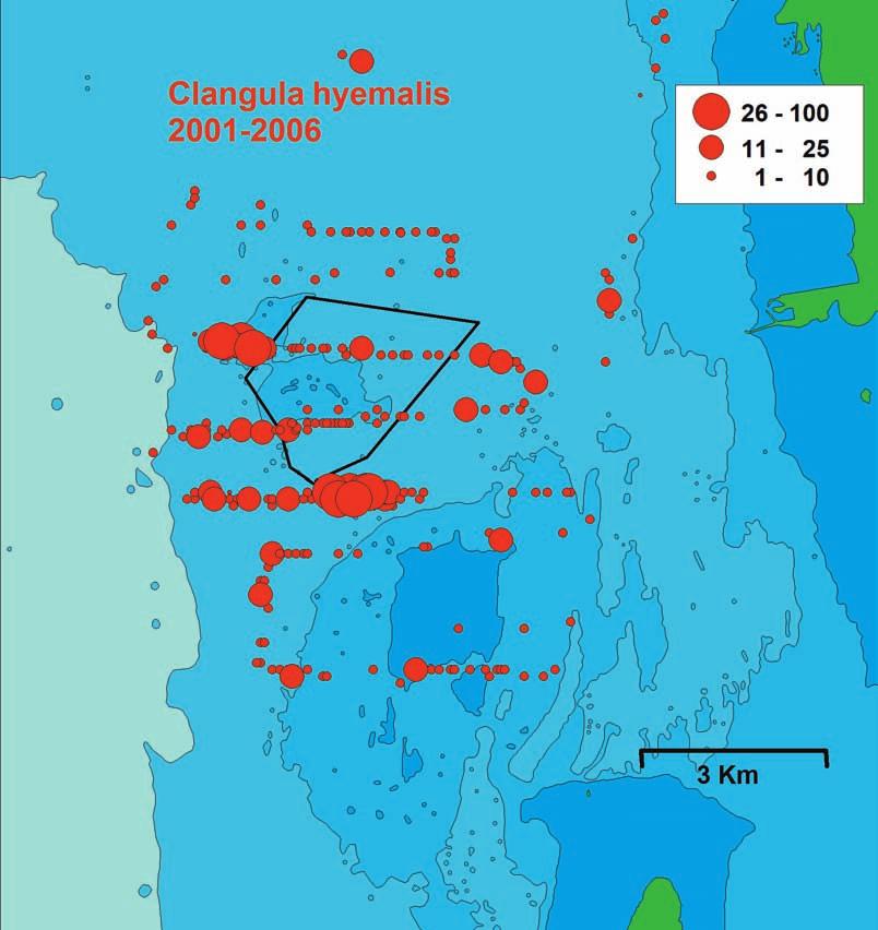 Figure 6. Summary distribution maps for the Long-tailed Duck Clangula hyemalis from boat surveys 21 26 (left) and 28 211 (right).