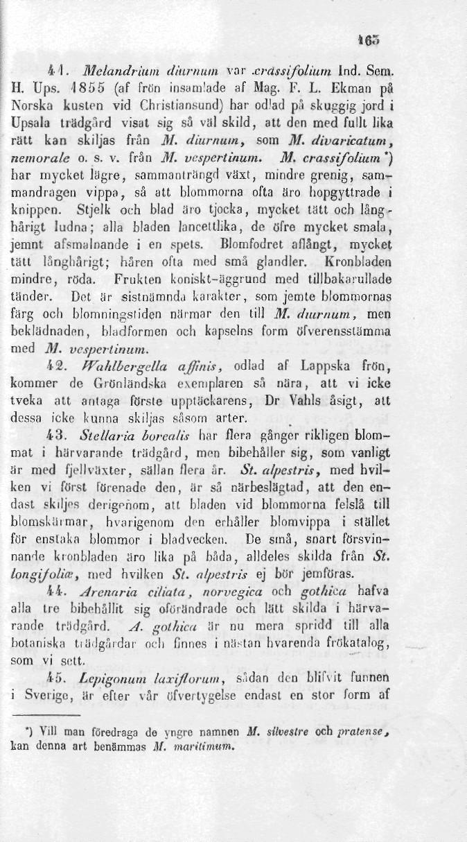 i6<" 44. Melandriitm diurnum var.crassifolium Ind. Som. H. Ups. 1855 (af frön insamlade af Mag. F. L.