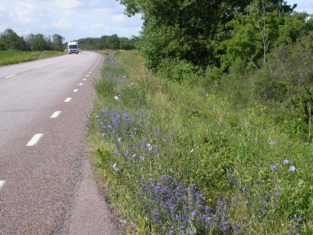 Torr frisk ljung/ginsthed m varierat bete & regelbunden bränning Stort torkpräglat utmarksbete, t.ex.