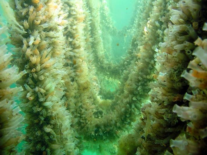 Bubblare: Odlade sjöpungar* i kustnära hav, 26 ton N