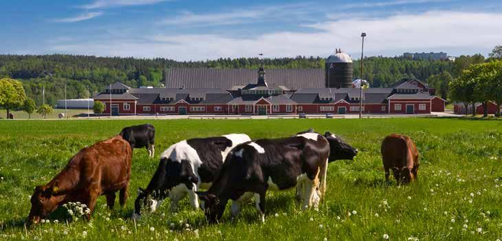 Hamra gård, en gård nära stan Hamra gård i Tumba är en mjölkgård med över 200 kor som ligger precis vid DeLavals kontor. Eller snarare är det nog så att DeLavals kontor ligger nära Hamra gård.