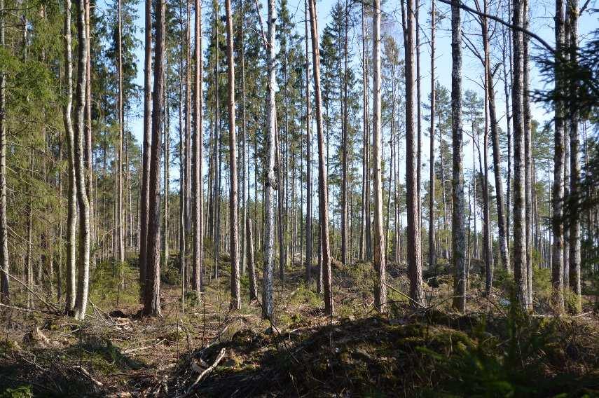 Smålandsgård med sjöutsikt Skog och Mark Skogsmark Enligt skogsbruksplanen är den produktiva skogsarealen 12,5 ha med ett virkesförråd om 2 169 m3sk år 2013.