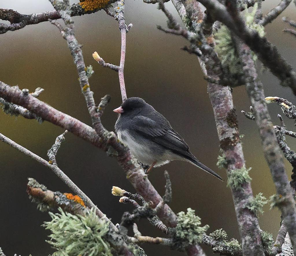 arna tiska den 14 maj 2017. Första fyndet i Sverige, men i övriga Norden har den setts vid tre tillfällen i Norge tidigare. öarna, med närmare 50 fynd.