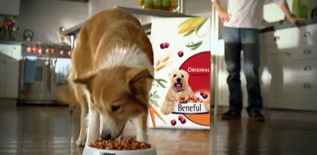 Morgans idé kan exemplifieras med att en hund kommer springande till köket när man