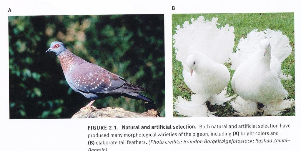 Artificiell selektion Darwin födde upp duvor och noterade att