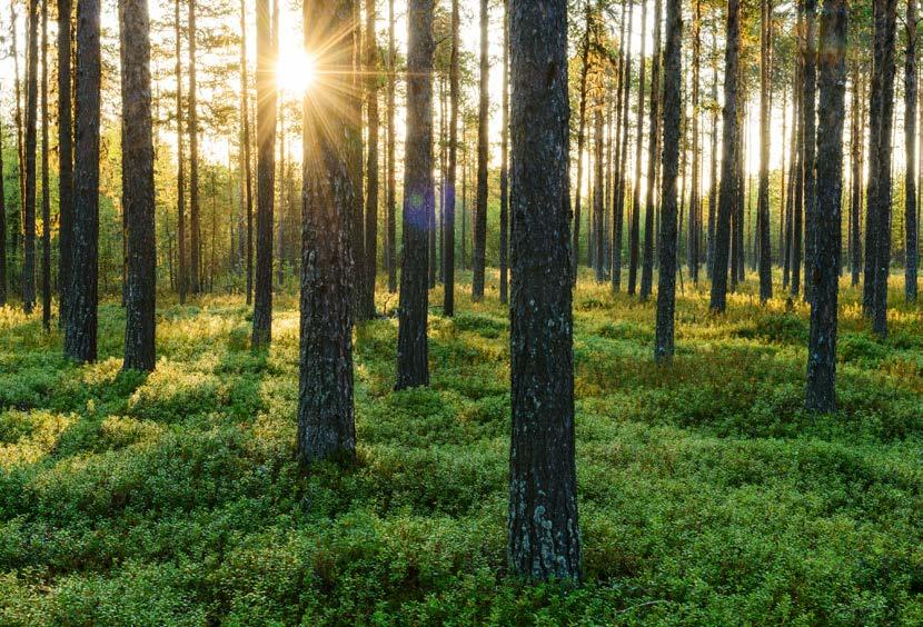 Moelven Wood AB Moelven Wood AB är en ledande leverantör av träbaserat bygg-, interiör- och