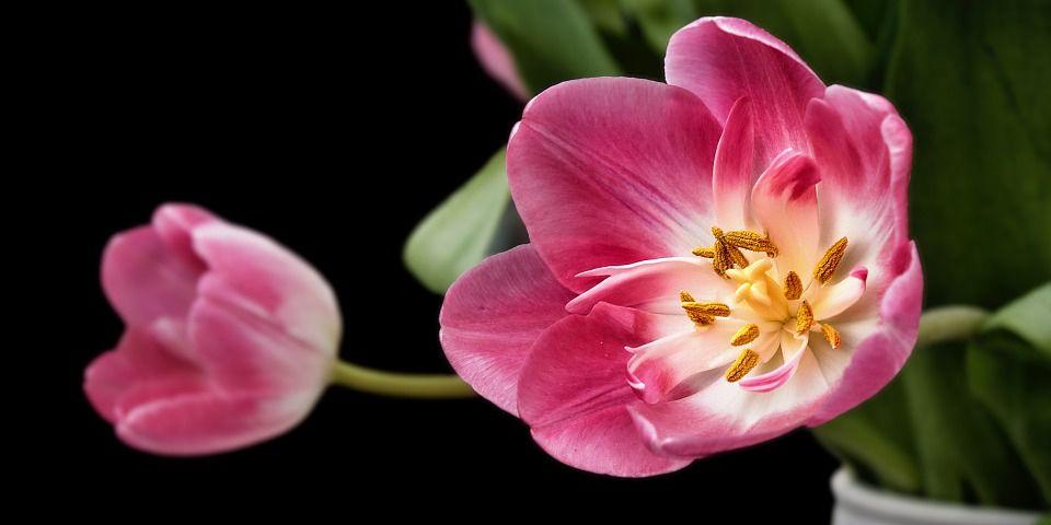TULPANERNAS FOLK DRAKEN Tulpaner är en märklig växt, inuti varje blomma bor nämligen en magisk varelse.