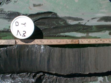 1 Fig. 1. Sedimentkärnan från Säterholmsfjärden. Bottenytan är till vänster om bilden. Utsnitt mellan 18 och 53 cm.