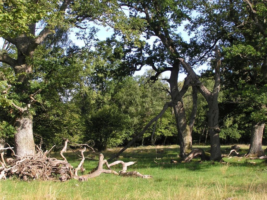 1(5) Restaureringsplan för Arpö, Vagnö och Slädö inom naturreservatet Listerby skärgård i Natura 2000- området