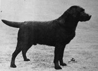 Gwen med sina labradorer på Shotton Sandylands en av toppkennlarna År 1938 gifte Gwen sig med Cyril Broadley och lämnade Shotton. Hon etablerade sin egen kennel vid Bidford on Avon, Warwickshire.