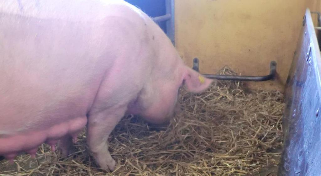 Strömedel är en förutsättning för att suggan ska kunna få uttrycka sitt naturliga behov av bobyggande innan grisning.