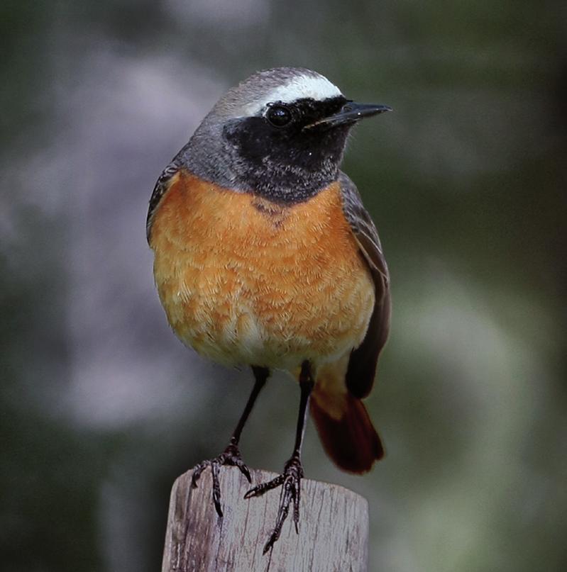 Gärdsmygen är en annan mycket vanlig fågel vars sång kan höras till och med mitt i vintern.