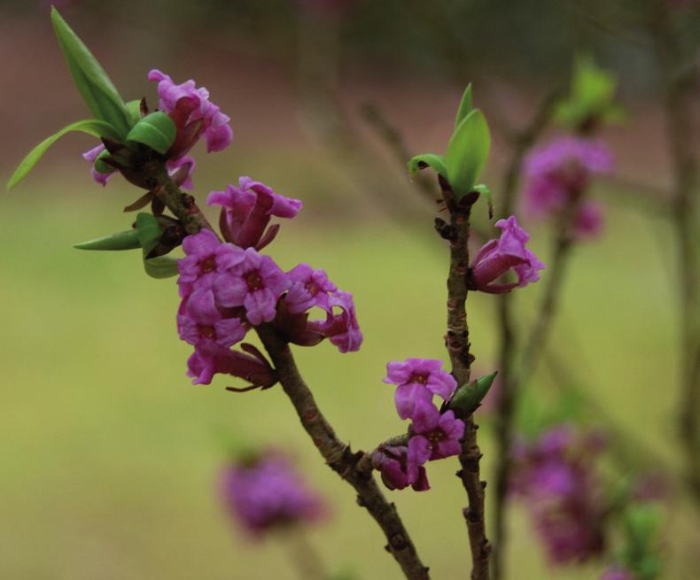 I april blommar den praktfulla tibasten på bar kvist i en av ekhagarna.