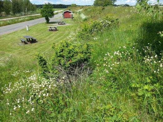 Forts. del 2. Skötselstatus Klass 1- arter Klass 2- arter Ohävds- och kväveindikatorer Övriga kärlväxter Fjärilar Kommentarer BEDÖMNING Klass 1. Dålig då det troligen inte slås alls här.