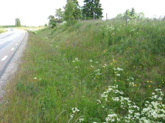 38. Åsarp-Trädet Sida av vägen Längd BESKRIVNING Skötselstatus Öster 50 m En artrik och ganska variationsrik skärning med inslag av partier med sten och grus. God.