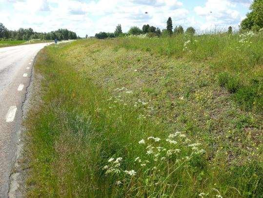 39. Åsarp-Trädet Sida av vägen Längd BESKRIVNING Skötselstatus Klass 1- arter Klass 2- arter Ohävds- och kväveindikatorer Övriga kärlväxter Fjärilar Kommentarer Väster 46 m BEDÖMNING Klass 2.