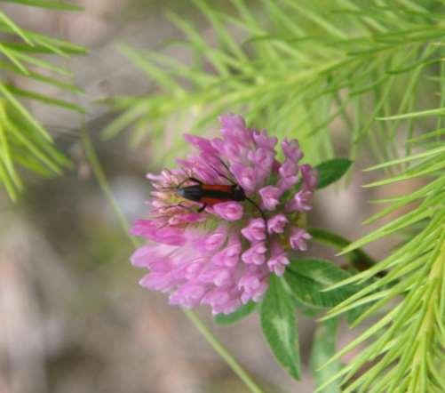 Ängsblombock