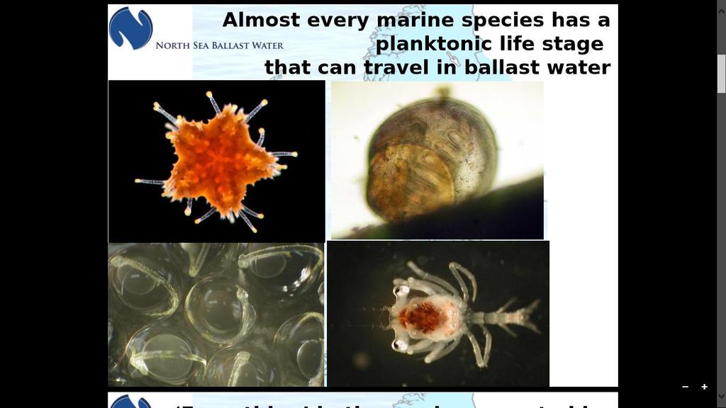 Nästan varje marin art har en livsfas där det är ett plankton som kan färdas