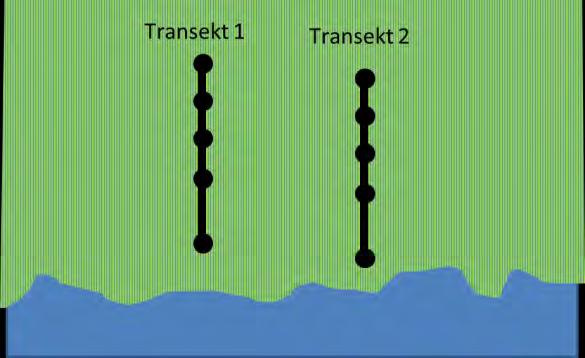 (A) (B) Figur 2: Schematisk bild över provtagningspunkter vid en översvämmad gräsmark (grönt) i maj (A) och i juli (B). I maj togs tio prov om tio stycken s.k. dipp uppdelat på två transekter från strandkant ut mot vattnet (blått).