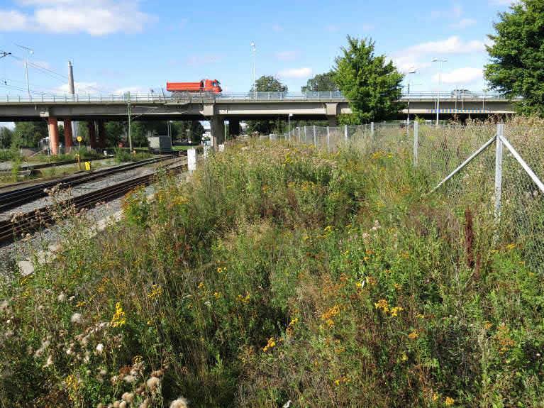 Ca 5 m bred zon norr om spårområdet med talrika solexponerade