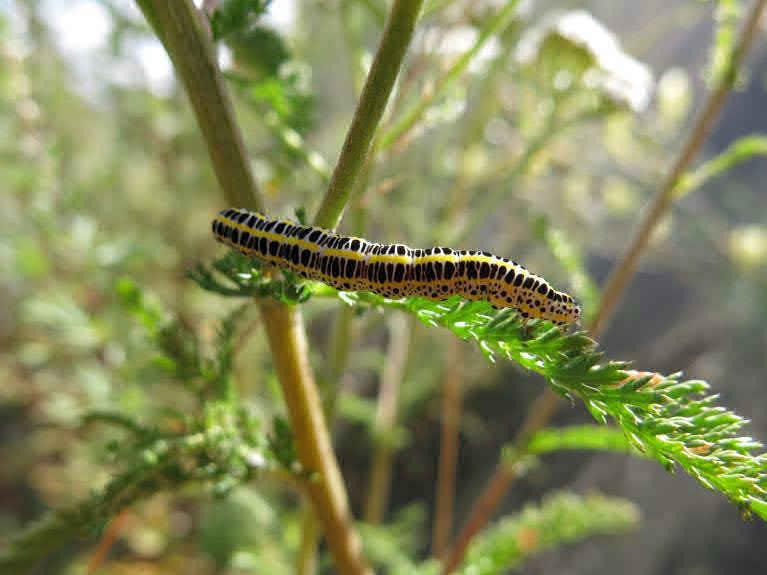 Inventering av insekter utmed Hamnbanan & Kvillebangården