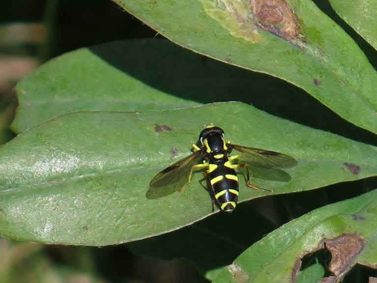 Inventering av insekter utmed Hamnbanan & Kvillebangården Naturcentrum AB 2013 Larv (ovan) och fullvuxen fjäril av fläckat