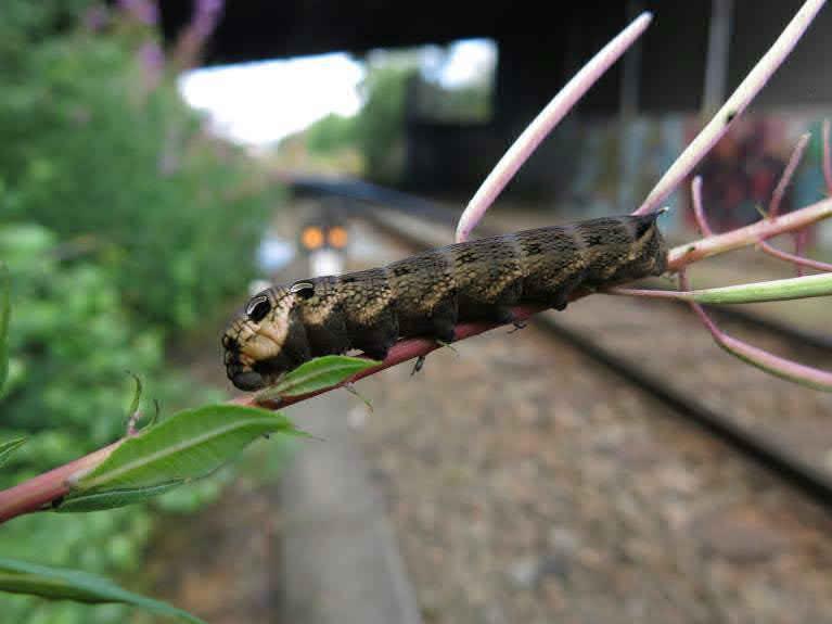 Inventering av insekter utmed Hamnbanan & Kvillebangården Naturcentrum AB 2013 Larven av den stora