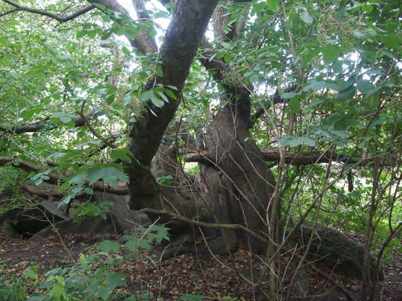 Naturvärdesbedömning: Påtagligt naturvärde