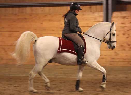 31 Favory XI-52 Dobre Favory XI-52, eller Dobre som vi kallar honom, är den första hästen från statsstuteriet Topolcianky som kommit till Sverige.