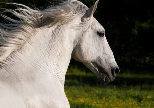 Pluto Cosmo. Foto: Hanna Blomkvist ÄNGVAKTARTORPS GÅRD AVEL - TRÄNING - FÖRSÄLJNING AV LIPIZZANER & WELSH www.angvaktartorp.