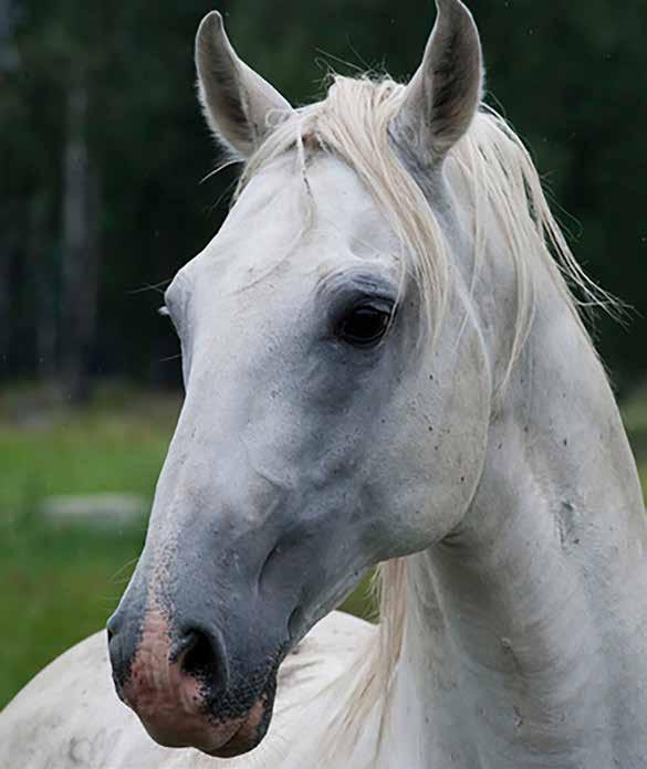 CAPRIOLE Avsändare: Svenska Lipizzanerföreningen c/o Fastén Kuba 118 893 92 BJÄSTA Årets Lipizzaner 2017 17 Pluto Ramon f.