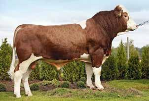 Excellent Triara Xcelorator Lennart Svensson, Galtabäck, Tvååker Charolais 3-7251 VB Maxon Fafner av Sonarp Ekerödsrastens AB,