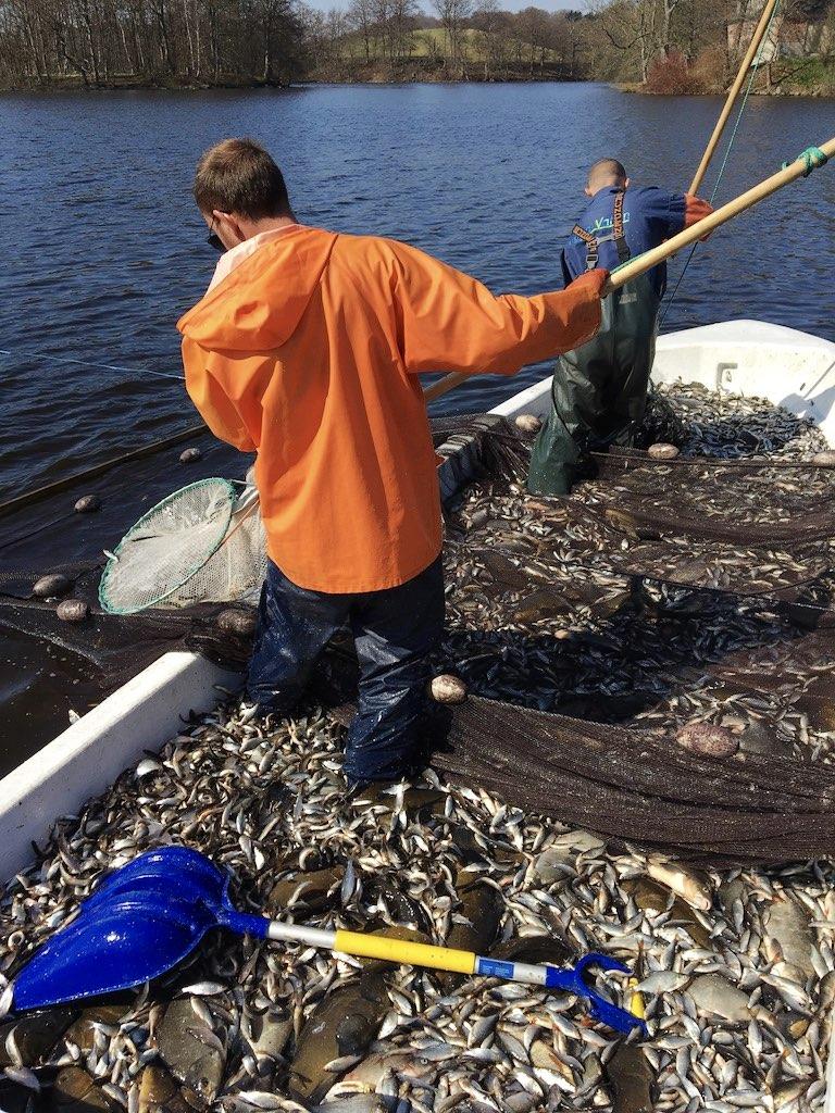 Figur 2. Tömning av bottengarn i Häckebergasjön våren 2018.