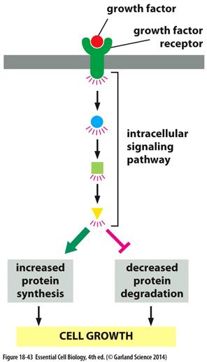 inhibitorer 3.