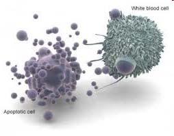 vesiklar (apoptotic bodies) Cellytan förändras så att fagocyterande celler kan ta