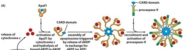 signal complex Intrinsic signallering startar i mitokondrierna som en