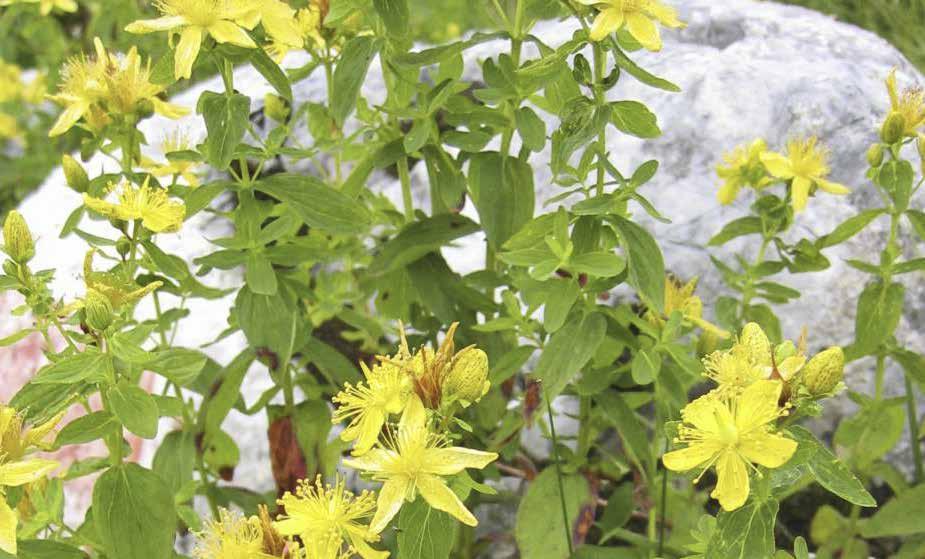 Projekt Falbygden Blommor, träd, bryn och