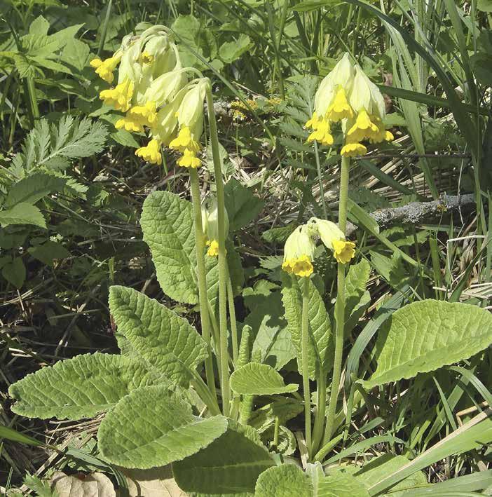 Gullviva Primula veris Klocklika, gula blommor. Stora ovala blad med tvär bas.